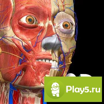 Anatomy Learning - 3D  